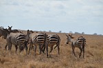 Safari Kenya 0281.jpg